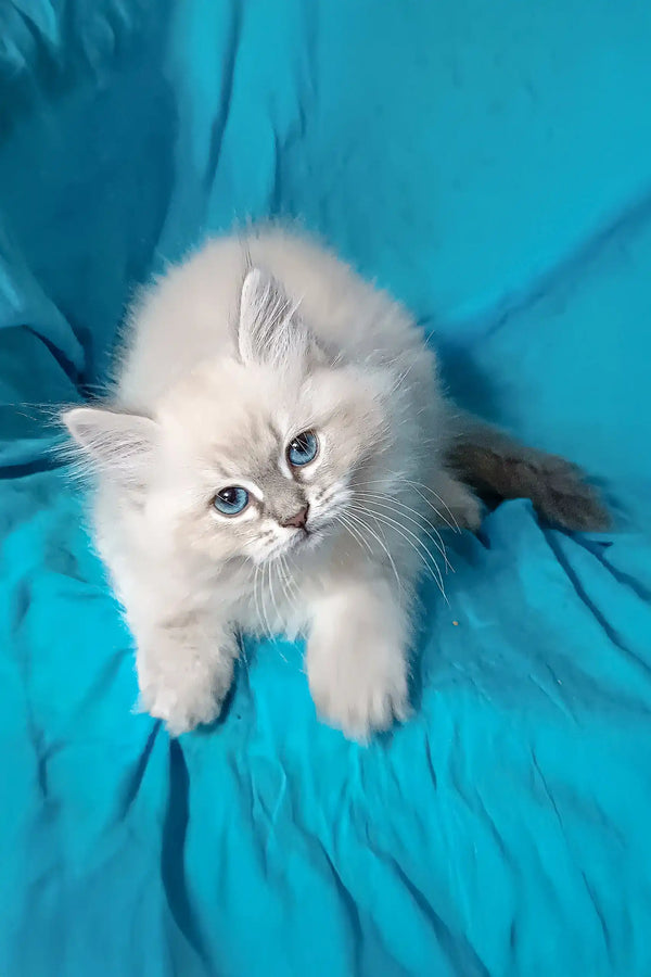 Adorable White Ragdoll Kitten with bright blue eyes and fluffy fur from Taba Siberian Kitten