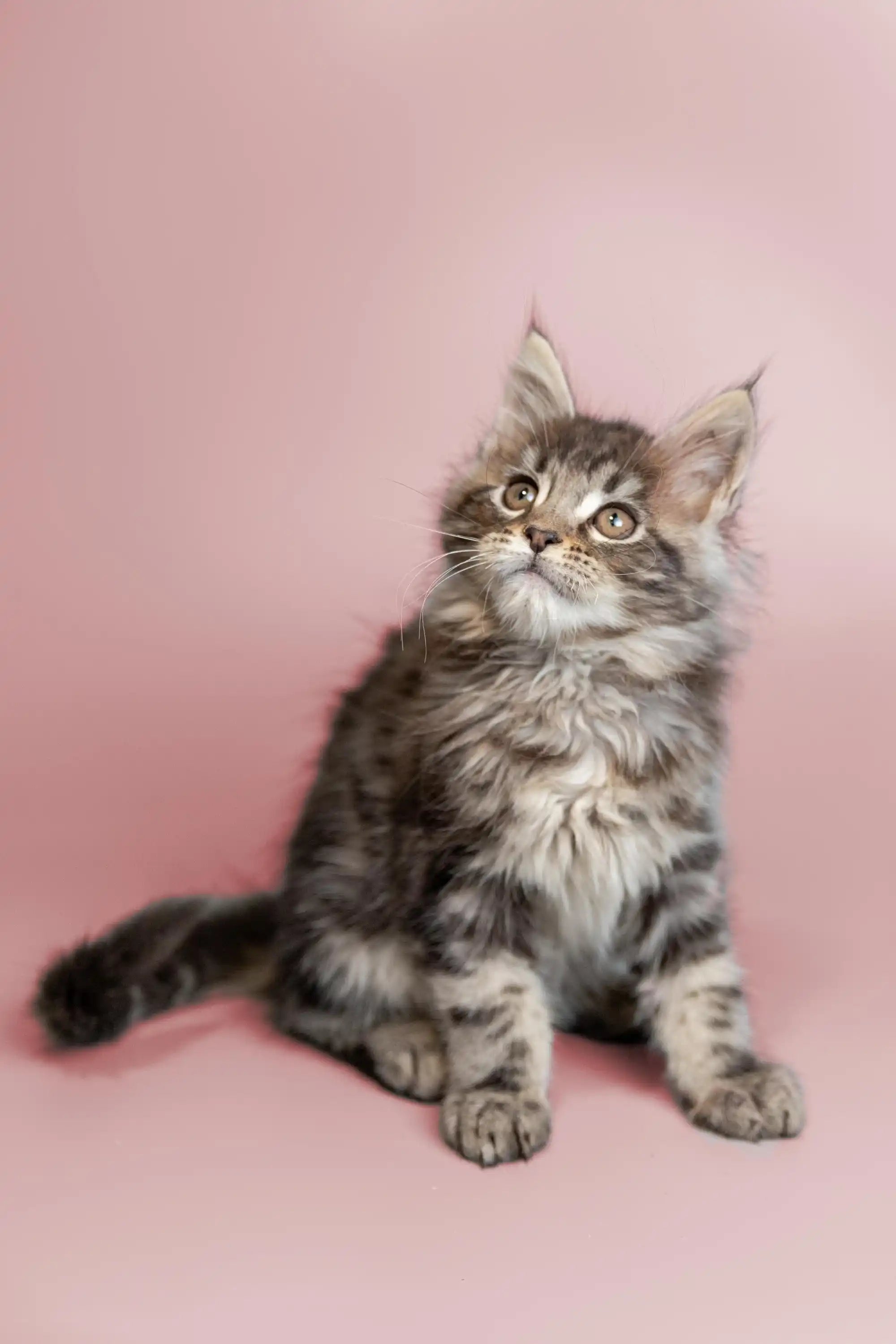 AVADA - Best Sellers Taco | Maine Coon Kitten