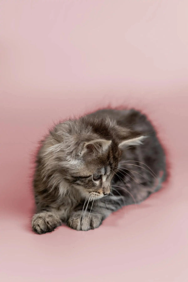 Fluffy gray Maine Coon kitten curled up, looking cute and cozy