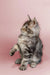 Fluffy gray tabby Maine Coon kitten Taco sitting with one paw raised cutely