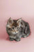 Fluffy gray tabby Maine Coon kitten Taco with alert eyes and perked ears