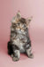 Fluffy gray tabby Maine Coon kitten with wide eyes and perky ears, named Taco