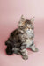 Fluffy gray tabby Maine Coon kitten with wide eyes and perked ears, cute and playful