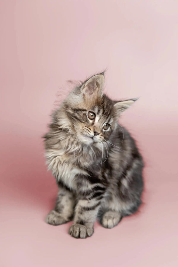 Fluffy gray tabby Maine Coon kitten with long fur and an alert expression