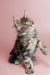 Fluffy tabby Maine Coon kitten sitting upright with one paw raised in playful pose