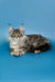 Long-haired Silver Tabby Maine Coon Kitten Tadeo lying down with an alert expression