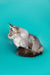 Long-haired gray Maine Coon kitten with fluffy tail curled around its body