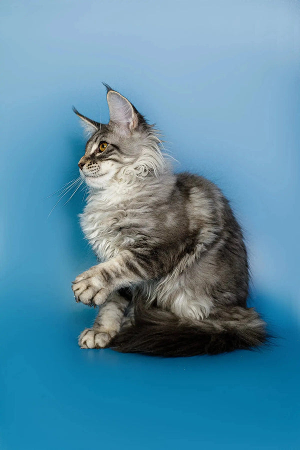 Long-haired Maine Coon kitten with ear tufts, silver tabby sitting upright