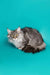 Long-haired gray Maine Coon kitten with green eyes on a turquoise background