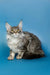 Long-haired silver tabby Maine Coon kitten with ear tufts against blue backdrop