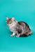 Long-haired gray Maine Coon kitten with bright green eyes against turquoise backdrop