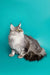 Long-haired gray and white Maine Coon kitten against a turquoise backdrop