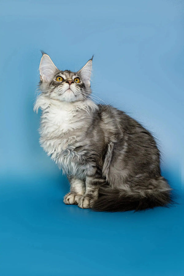 Long-haired gray and white Maine Coon kitten with pointed ears sitting upright