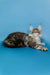 Adorable Maine Coon kitten Tadeo with long fur and cute ear tufts in silver tabby pattern