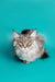 Long-haired gray Maine Coon kitten with striking yellow eyes, perfect silver tabby beauty