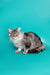 Long-haired gray and white Maine Coon kitten with striking green eyes