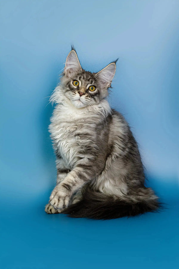 Long-haired Maine Coon kitten, silver tabby with pointed ears and alert eyes