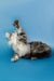 Gray and white Maine Coon kitten stretching up with paw raised, showcasing its playful spirit