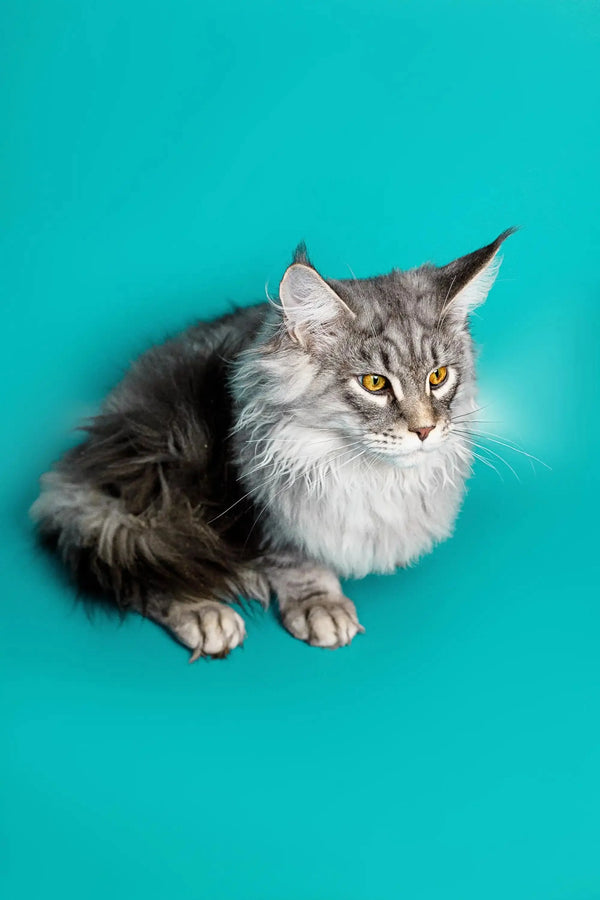 Long-haired Maine Coon kitten Tadeo with gray, white fur and striking yellow eyes