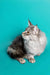 Gray and white long-haired Maine Coon kitten sitting alert like a silver tabby