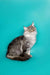 Long-haired gray and white Maine Coon kitten sitting up, looking adorable as a silver tabby