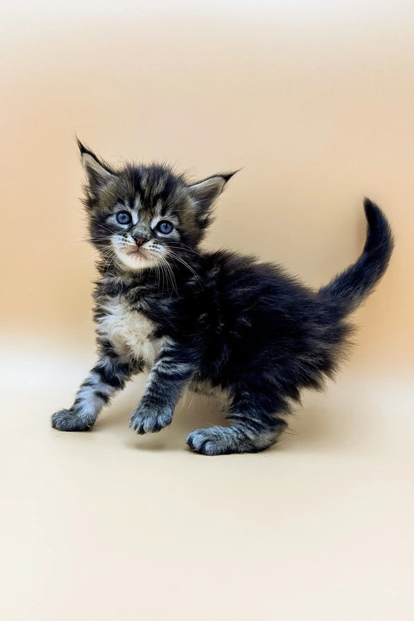 Fluffy gray and white Maine Coon kitten with bright blue eyes, Taira