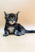 Adorable gray and white Maine Coon kitten with bright blue eyes, named Taira