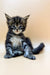 Adorable Maine Coon kitten Taira sitting with paws splayed out, ready for fun!