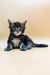 Adorable Maine Coon kitten with paws outstretched ready for some playtime fun