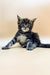 Adorable Maine Coon kitten with fluffy fur and bright blue eyes, paws outstretched