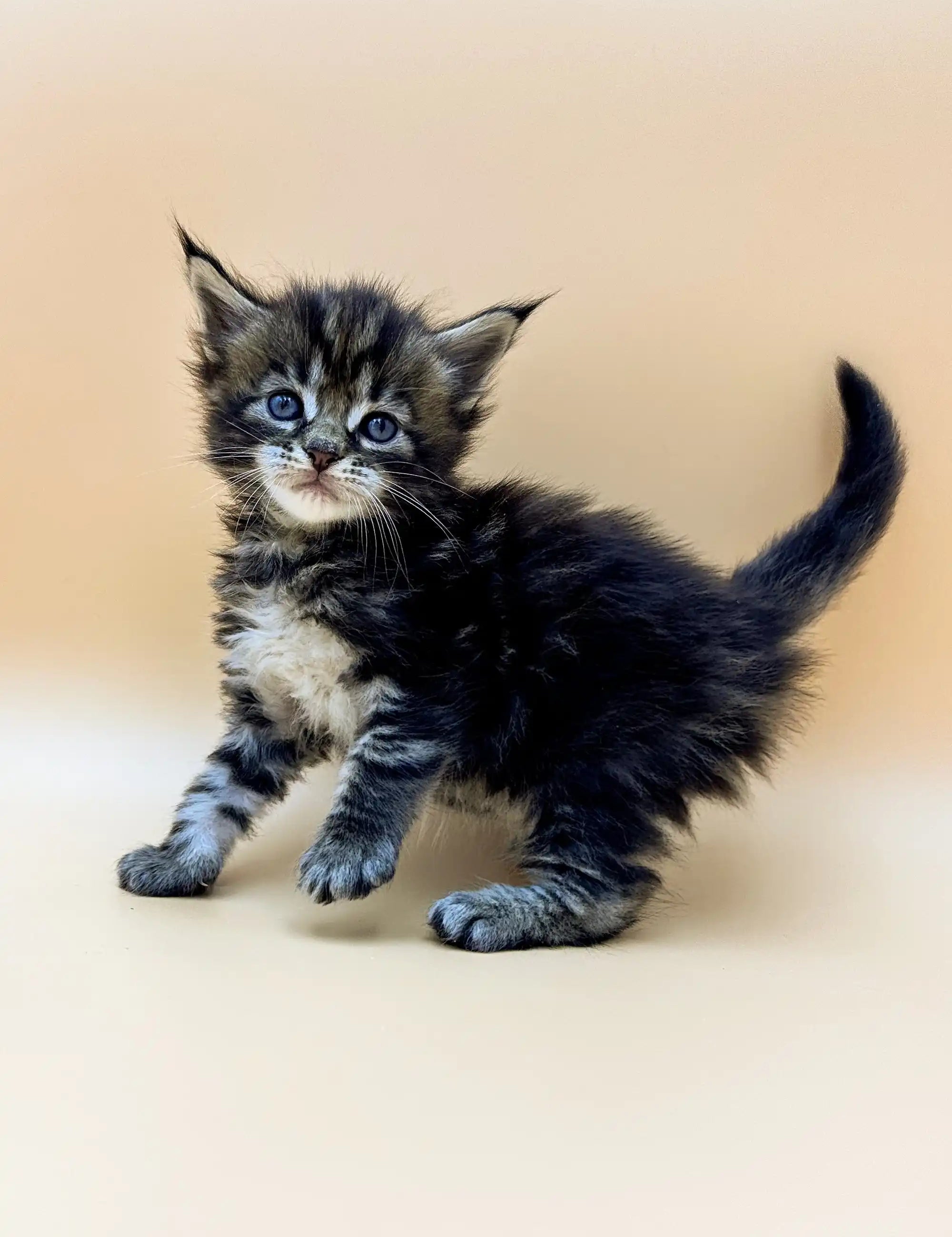 Maine Coon Kittens for Sale Taira | Kitten
