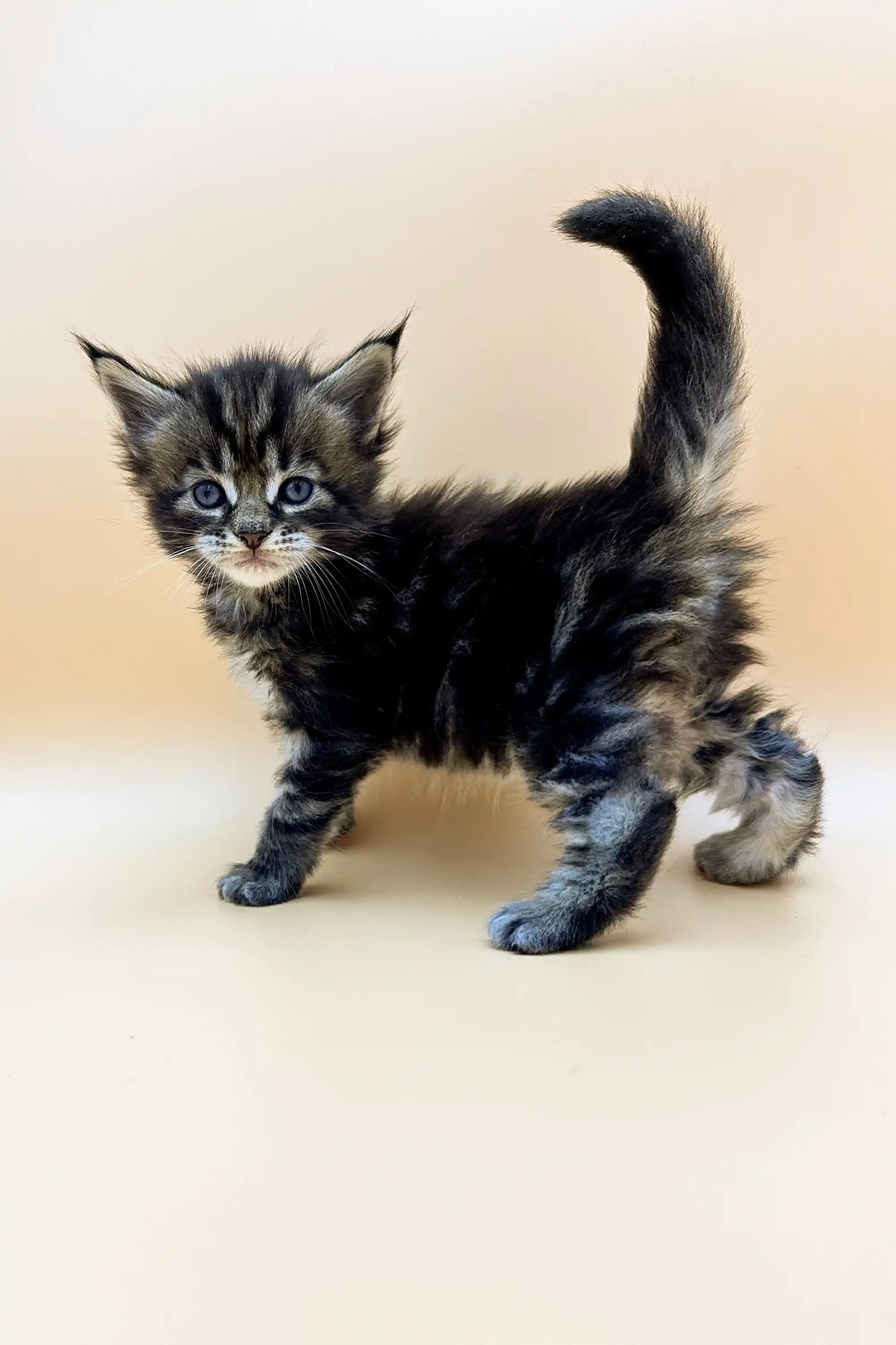 Maine Coon Kittens for Sale Taira | Kitten