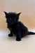 Fluffy black Maine Coon kitten with bright blue eyes sitting upright