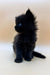 Fluffy black Maine Coon kitten with bright blue eyes and spiky fur, Taki