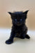 Cute Black Maine Coon Kitten with Bright Blue Eyes and Fluffy Fur named Taki