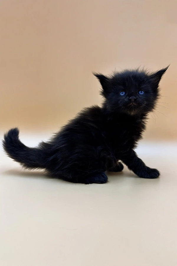 Fluffy black Maine Coon kitten with bright blue eyes sitting pretty on a surface