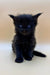 Black Maine Coon kitten with bright blue eyes and fluffy fur, perfect for cuddling