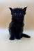 Black Maine Coon kitten named Taki with stunning blue eyes ready for a new home