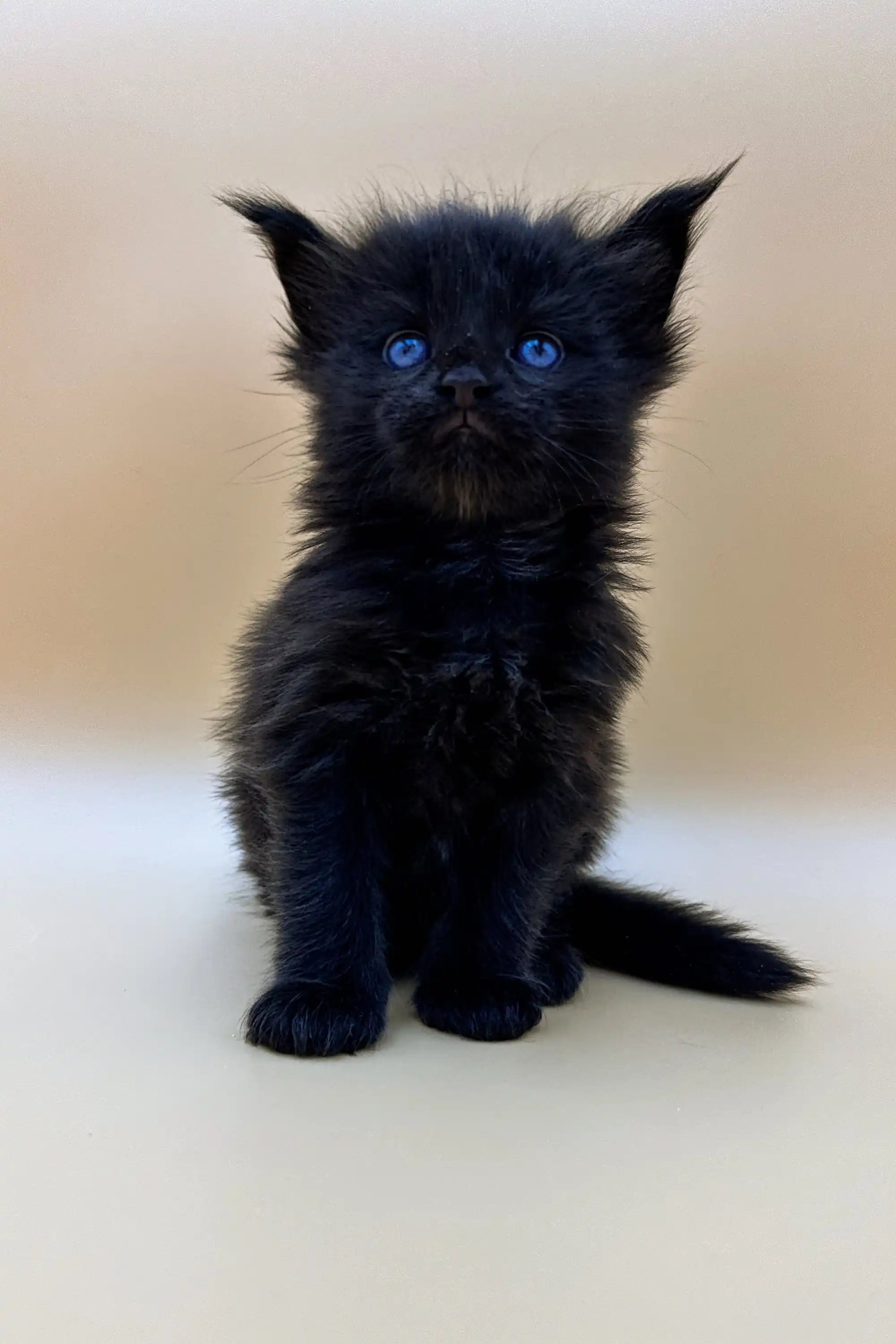 Maine Coon Kittens for Sale Taki | Kitten