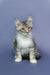 Cute Maine Coon kitten, silver tabby with white chest and paws, sitting upright