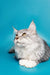 Long-haired gray Maine Coon kitten gazing up with stunning yellow eyes