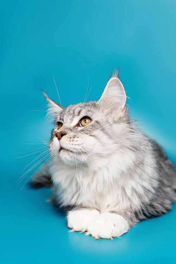 Long-haired gray Maine Coon kitten gazing up with stunning yellow eyes