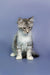 Adorable silver Tabby Maine Coon kitten with white paws sitting upright