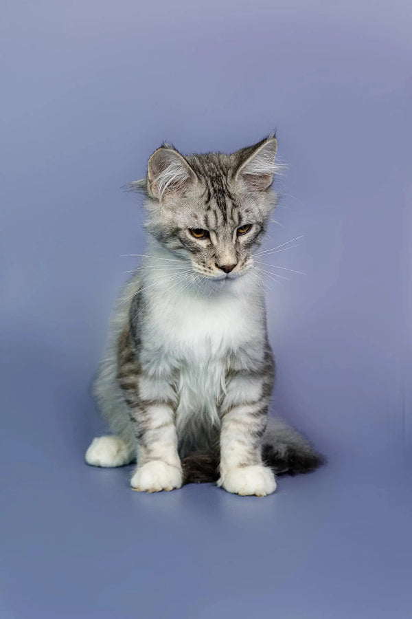 Adorable silver Tabby Maine Coon kitten with white paws sitting upright