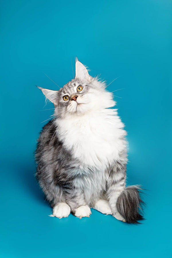 Fluffy gray and white Maine Coon kitten sitting upright, looking alert and curious