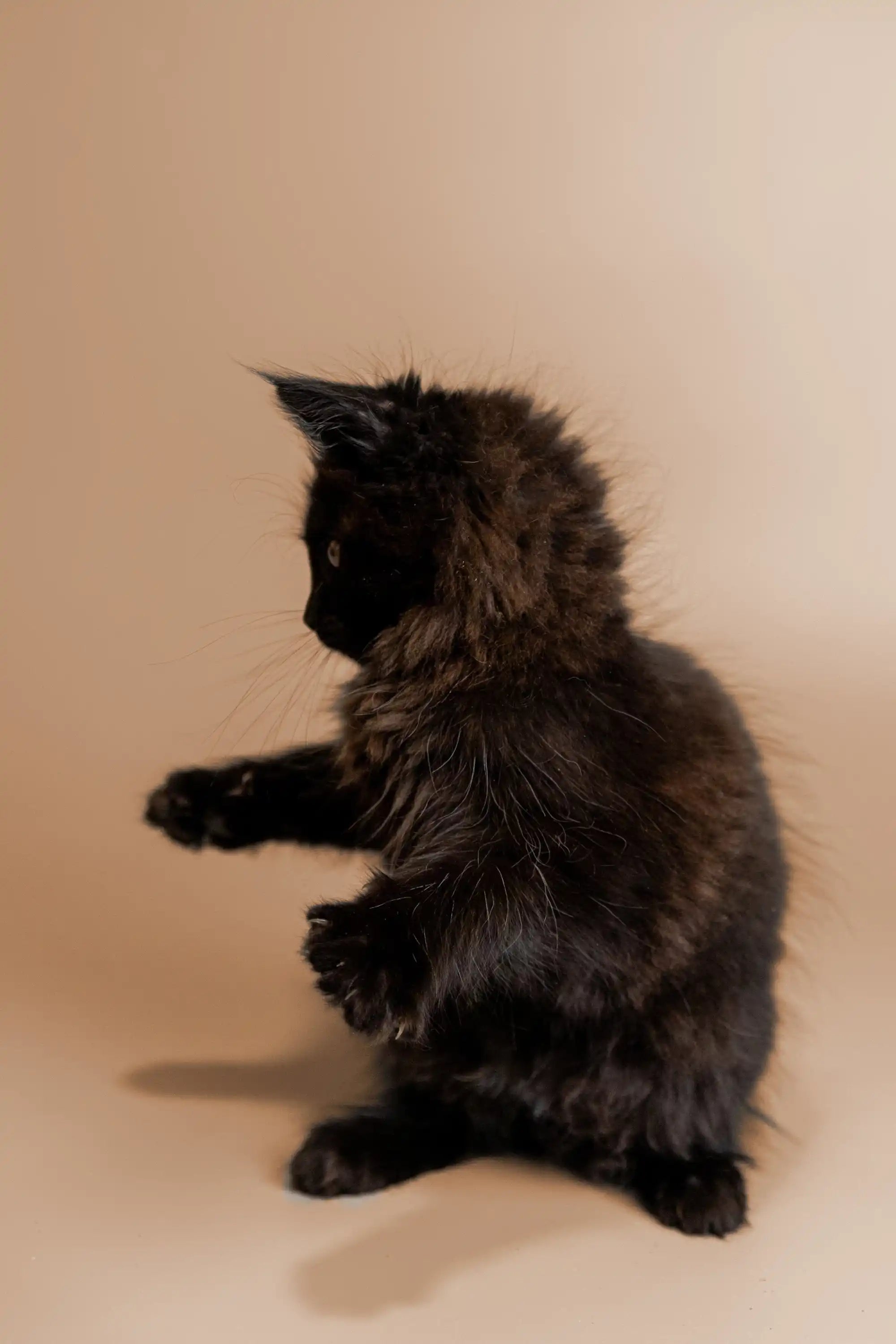 AVADA - Best Sellers TALAYA | Maine Coon Kitten