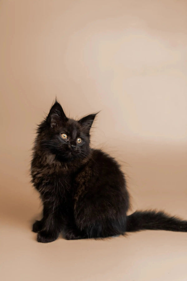 Black fluffy Maine Coon kitten Talaya with bright eyes sitting upright, ready to play