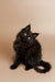 Black fluffy Maine Coon kitten with bright eyes sitting upright, super cute and playful