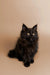 Fluffy black Maine Coon kitten with bright eyes and pointed ears, perfect for cuddling