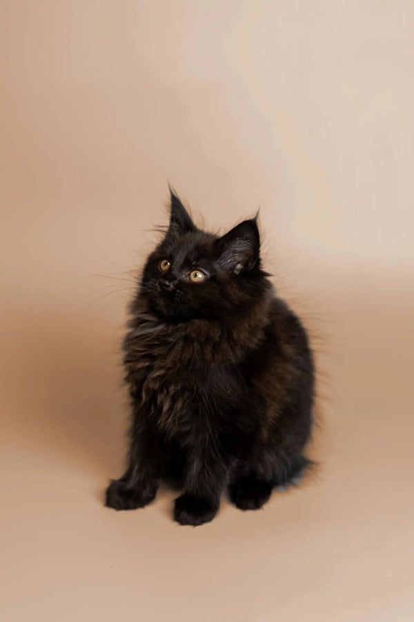 Meet Talaya, the adorable Maine Coon kitten with fluffy fur and bright yellow eyes